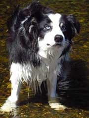 Pack leader - Her job is to direct and control the pack. She also assesses any potential threat to the pack