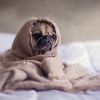 pug-1210025_1280 pug-1210025_1280