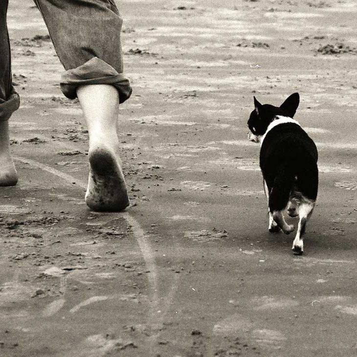 walking-beach-1582191_1280