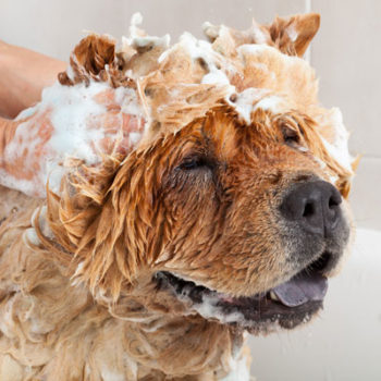 Chow-chow-groomingsml Chow-chow-groomingsml