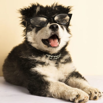 smart puppy smart puppy